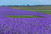 Lavandula angustifolia X latifolia