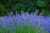 Lavandula angustifolia X latifolia