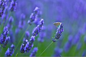 Lavandula angustifolia X latifolia