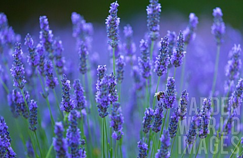 Lavandula_angustifolia_X_latifolia