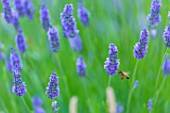 Lavandula angustifolia X latifolia