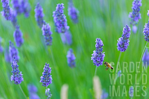 Lavandula_angustifolia_X_latifolia