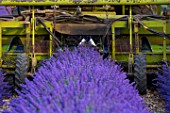 Lavandula angustifolia X latifolia, harvesting