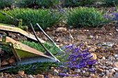 Lavandula angustifolia X latifolia, harvesting