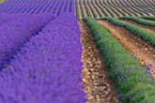 Lavandula angustifolia X latifolia