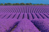 Lavandula angustifolia X latifolia