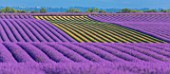 Lavandula angustifolia X latifolia