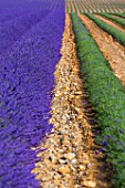 Lavandula angustifolia X latifolia, harvesting