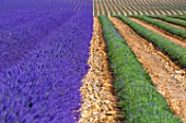 Lavandula angustifolia X latifolia, harvesting