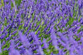 Lavandula angustifolia X latifolia