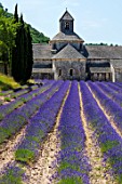 The Abbaye de Senanque, Cistercian Architecture, Gordes Village, Provence, France, Europe