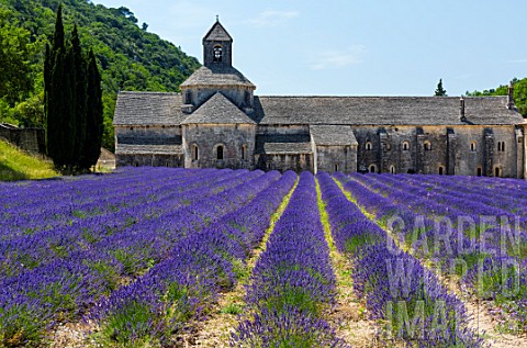 The_Abbaye_de_Senanque_Cistercian_Architecture_Gordes_Village_Provence_France_Europe