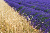 Lavandula angustifolia X latifolia