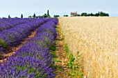 Lavandula angustifolia X latifolia