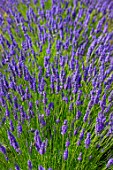 Lavandula angustifolia X latifolia