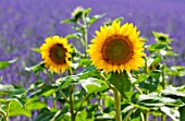 Helianthus annuus