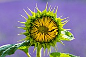 Helianthus annuus