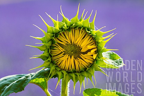 Helianthus_annuus