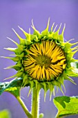 Helianthus annuus