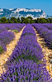 Lavandula angustifolia X latifolia fields