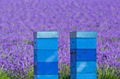 Apiculture, Lavender fields, Valensole Plateau