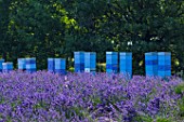 Lavandula angustifolia X latifolia with beehives