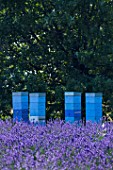 Lavandula angustifolia X latifolia with beehives