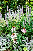 Echinacea purpurea (Purple coneflower)