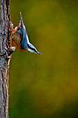 Sitta europaea (Nuthatch) head down on a trunk