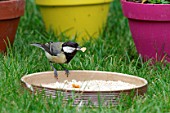 Great Tit (Parus major) eating in a bowl