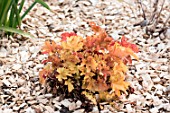 Heuchera with wood chip mulch in a garden