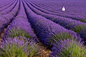 Lavandula angustifolia X latifolia