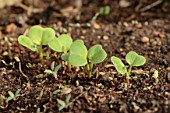 Young shoots of Radish (Raphanus sativus) just out of the ground