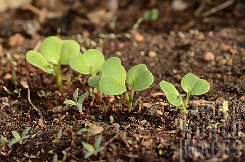 Young_shoots_of_Radish_Raphanus_sativus_just_out_of_the_ground