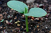 Young plant of Cucumber (Cucumis sativus) in the garden