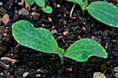 Young plants of Zucchini (Cucurbita pepo) in the garden