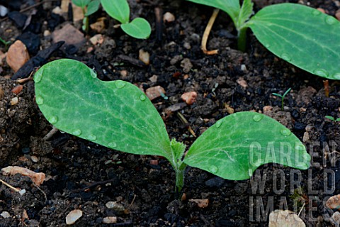 Young_plants_of_Zucchini_Cucurbita_pepo_in_the_garden