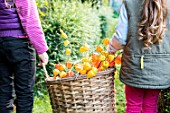 Young girls harvesting Physalis in a garden