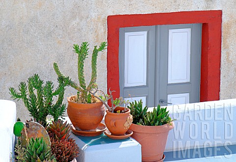 Succulent_plants_and_painted_door_in_background_decoration_ambience_Santorini_Island_Cyclades_Greece