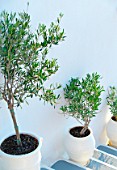 Olives in a pot on a staircase, Santorini, Cyclades, Greece