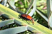 Red palm weevil (Rhynchophorus ferrugineus), pest which attacks palm trees from Asia