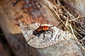 Red palm weevil (Rhynchophorus ferrugineus), pest which attacks palm trees from Asia