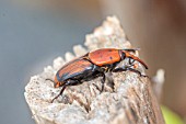 Red palm weevil (Rhynchophorus ferrugineus), pest which attacks palm trees from Asia,
