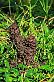 Worm cast of Common Earthworm (Lombricus terrestris)