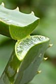 Aloe leaf