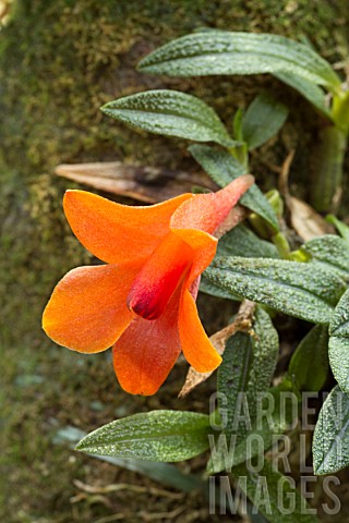 Dendrobium_cuthbertsonii