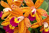 Cattleya Tropical Pointer, (Syn. Laeliocattleya Tropical Pointer)