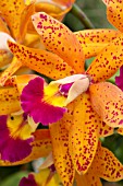 Cattleya Tropical Pointer, (Syn. Laeliocattleya Tropical Pointer)