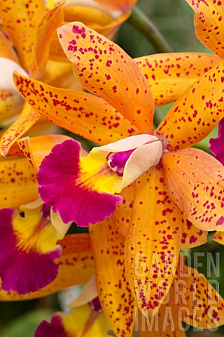 Cattleya_Tropical_Pointer_Syn_Laeliocattleya_Tropical_Pointer