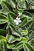 Chamaeranthemum beyrichii